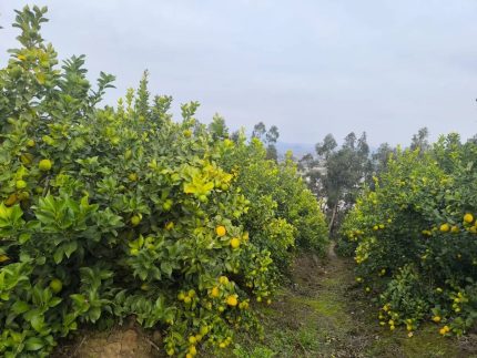 Venta De Parcela Agrícola Con Producción De Cítricos