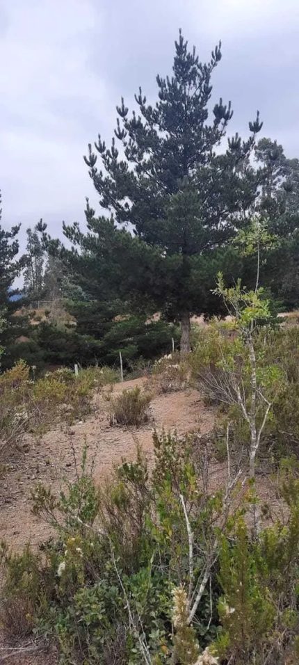 Venta Parcela De Agrado Camino Antiguo Algarrobo